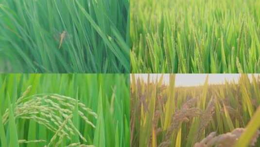 水稻生长过程高清在线视频素材下载