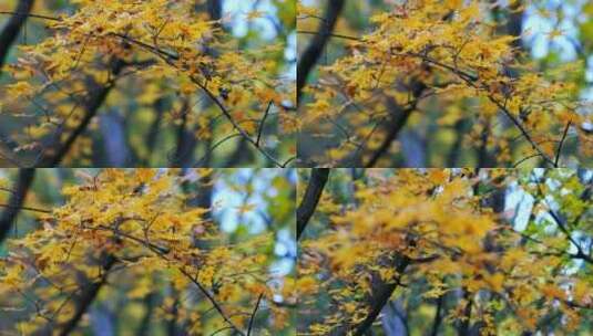 4K升格实拍北京的秋天金黄的枫树林高清在线视频素材下载