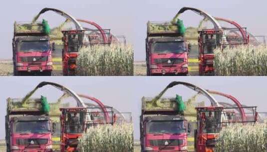 丰收季节收割机在收玉米高清在线视频素材下载