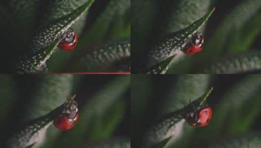 芦荟上的七星瓢虫特写高清在线视频素材下载
