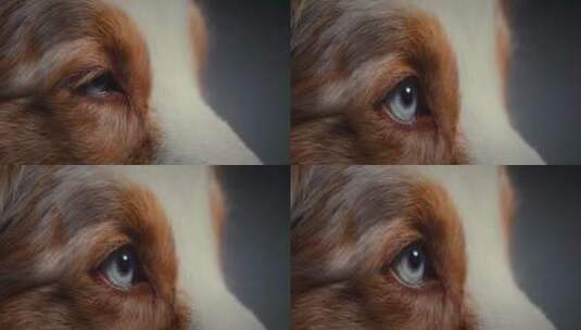 狗眼睛特写镜头高清在线视频素材下载