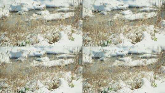 雪地里的枯草高清在线视频素材下载
