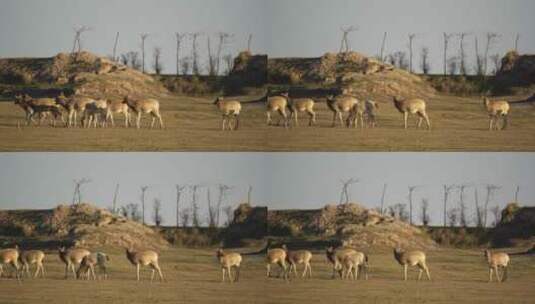 盐城大丰黄海野鹿荡的鹿群高清在线视频素材下载