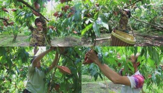 农民丰收采摘黄桃高清在线视频素材下载