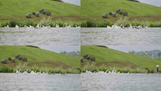 湖里的大鹅高清在线视频素材下载