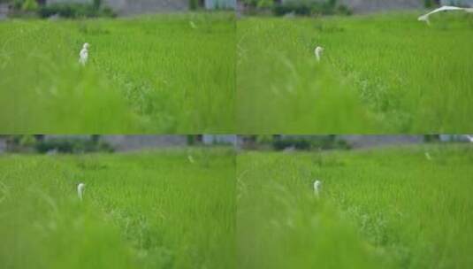 夏天绿色稻田里的白鹭高清在线视频素材下载