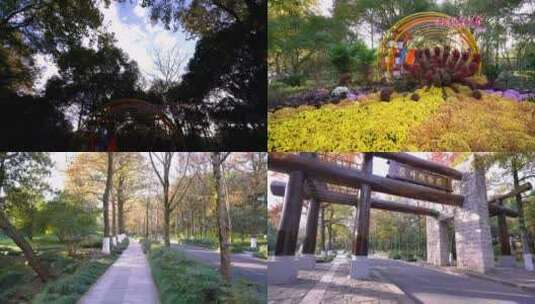 浙江杭州植物园自然风光4K视频合集高清在线视频素材下载