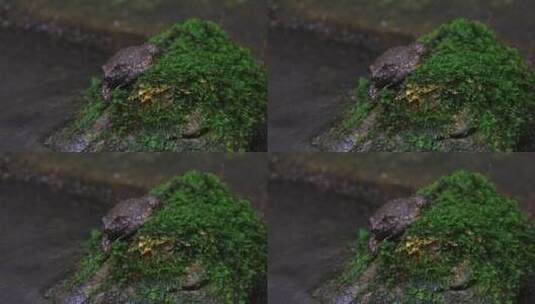 生态养殖石鸡石蛙高清在线视频素材下载