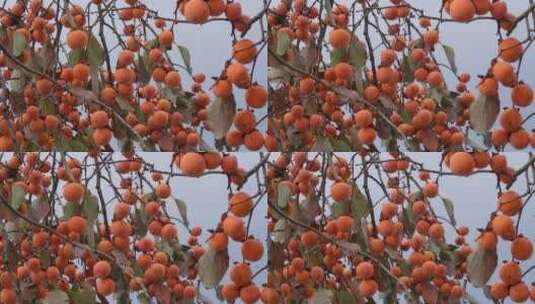秋天秋季成熟柿子果实4k实拍高清在线视频素材下载