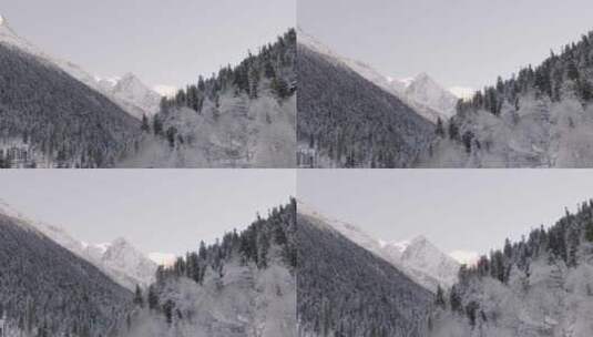 雾凇 雪松 冰雪美景 自然环境 冰雪融化高清在线视频素材下载