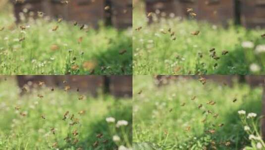 春天的田野里温暖阳光下蜜蜂慢镜头高清在线视频素材下载
