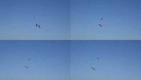 蓝天大海沙滩海鸥飞翔慢动作生态保护高清在线视频素材下载
