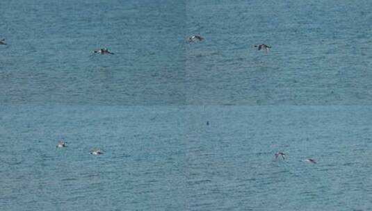 秋沙鸭从水面上飞过慢镜头高清在线视频素材下载
