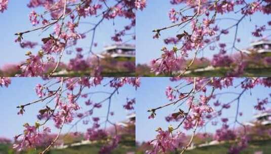 浪漫樱花茶园 阳光樱花树高清在线视频素材下载