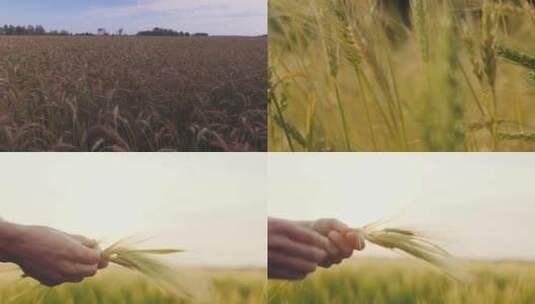 小麦 麦田 丰收 麦浪 青麦 小麦生长高清在线视频素材下载