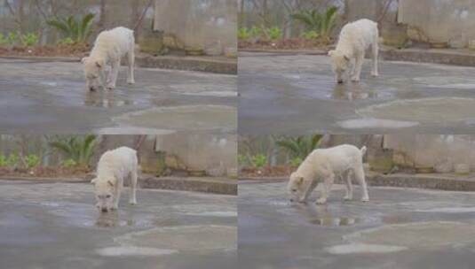 流浪狗舔水喝雨水高清在线视频素材下载