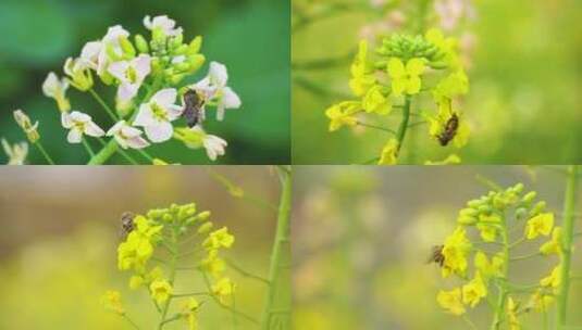 菜花 油菜花 蜜蜂 蜜蜂采蜜高清在线视频素材下载