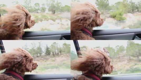 狗狗在车里吹风高清在线视频素材下载