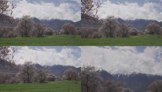 西藏林芝索松村雪山草地桃花的美景高清在线视频素材下载