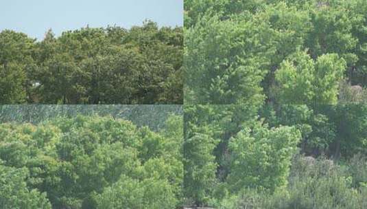 大风中的绿树树林高清在线视频素材下载