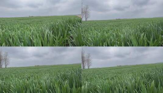 小麦上的露水高清在线视频素材下载