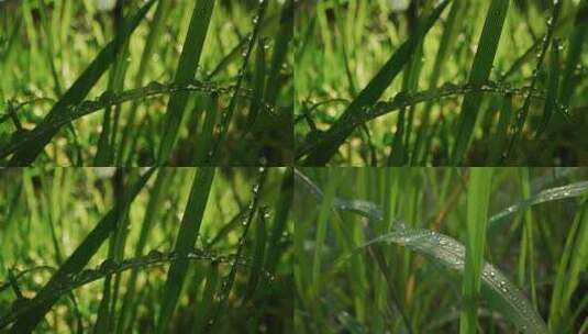 水滴大自然雨滴水下雨树叶下雨水珠露水雨天高清在线视频素材下载