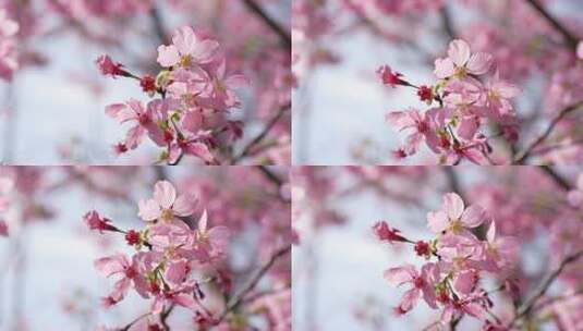 樱花樱桃花桃花盛开高清在线视频素材下载