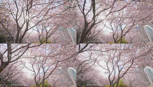 樱花春天的樱花高清在线视频素材下载