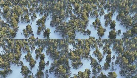 航拍雪原绿色松林高清在线视频素材下载