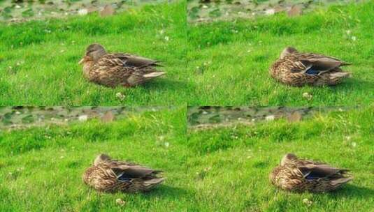 鸭子在草地上休息高清在线视频素材下载