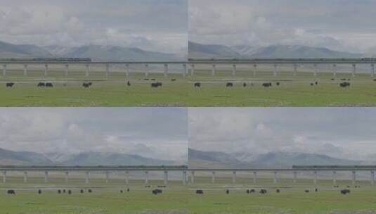 西藏绿皮火车湿地牧场牦牛高清在线视频素材下载