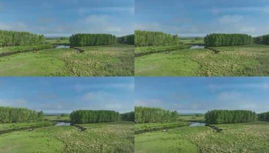 航拍湿地河流青草地牛群高清在线视频素材下载