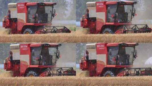 实拍机械化收割麦子高清在线视频素材下载