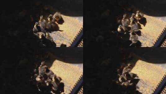 一窝农家孵化的雏野鸭空镜高清在线视频素材下载