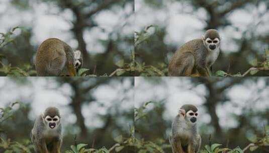 好奇的松鼠猴白天在树上休息高清在线视频素材下载