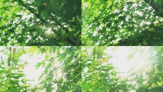清晨阳光穿过鸡爪槭 丁达尔效应 绿叶枫树高清在线视频素材下载