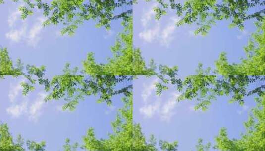 夏天空镜 蓝天白云 绿叶 阳光 树叶高清在线视频素材下载