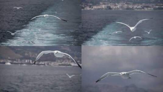 海鸥在蔚蓝的海面上飞翔高清在线视频素材下载
