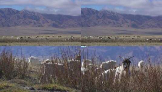 B新疆北疆草场羊群放牧高清在线视频素材下载