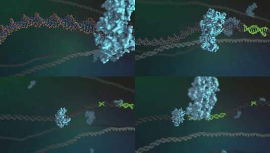 遗传基因组织DNA真核细胞染色体生物科学高清在线视频素材下载
