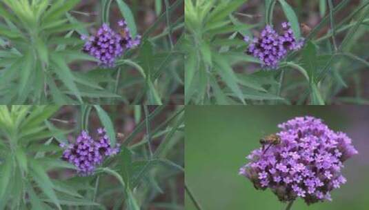 微距实拍一只小蜜蜂在花朵上辛勤采蜜4k高清高清在线视频素材下载
