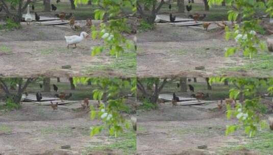 鸡鸭鹅在园林中放养散养绿色生态高清在线视频素材下载