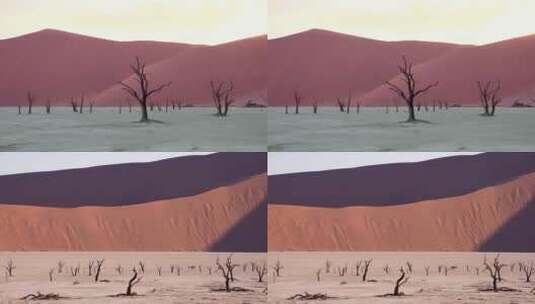 沙漠环境恶化枯树干旱缺水生态失衡气候干旱高清在线视频素材下载