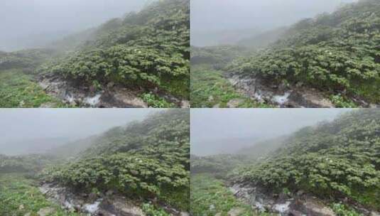 海拔四千米的苍山杜鹃花和流水高清在线视频素材下载