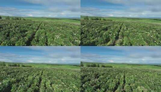 航拍中草药种植基地芍药花田野高清在线视频素材下载