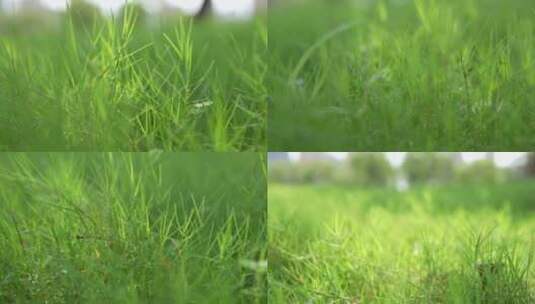 草 青草 绿色的草地 草坪 绿色 环保高清在线视频素材下载