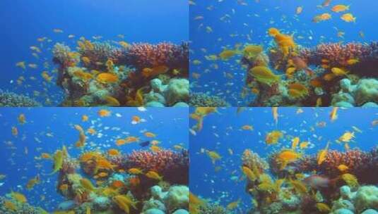 海底游的鱼群高清在线视频素材下载
