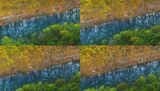 秋天枫树航拍高清在线视频素材下载