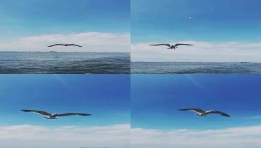 海面上飞翔的海鸥特写投喂鸟大海天空高清在线视频素材下载