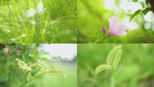 植物夏日温馨的午后夏天的傍晚花草树木高清在线视频素材下载